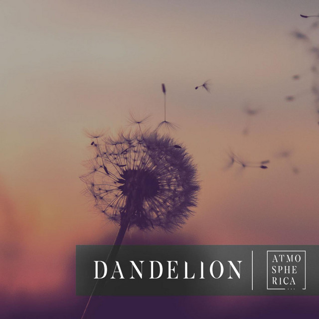 Dandelion cover art
