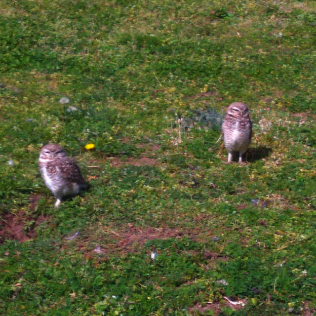 Owl talking cover art