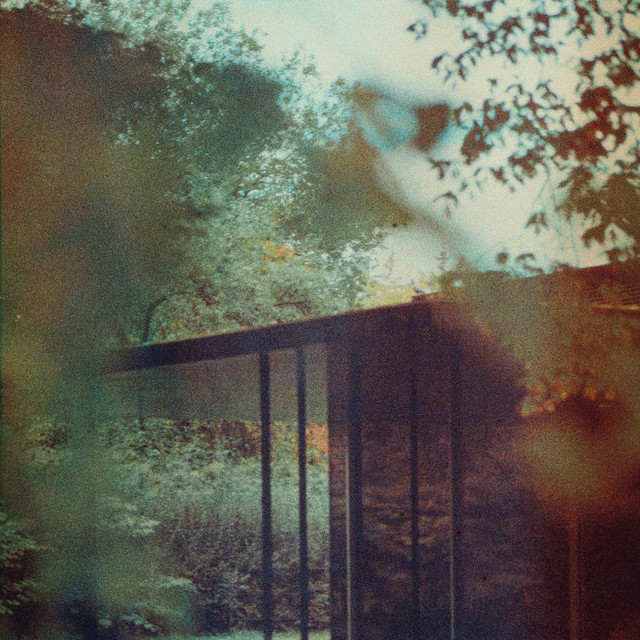 forest rays cover art