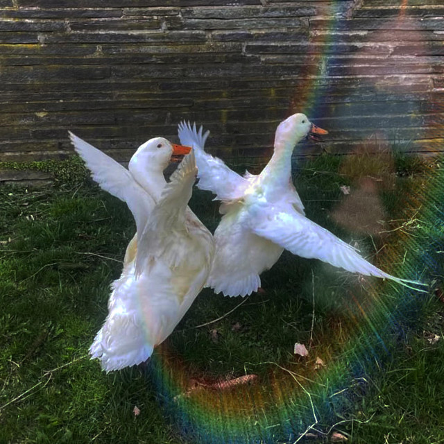 Wrong way cover art