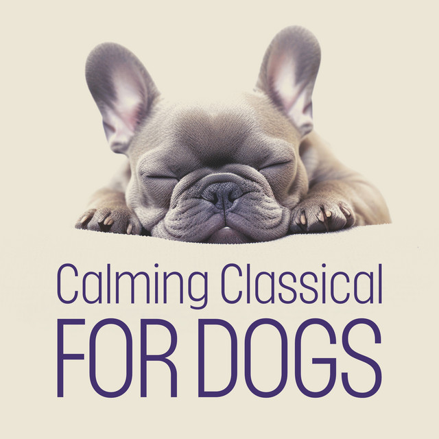 Le carnaval des animaux, R. 125: XIII. Le cygne (Transcr. for Cello and Orchestra)