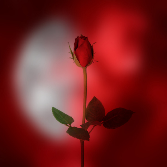 Gata cover art