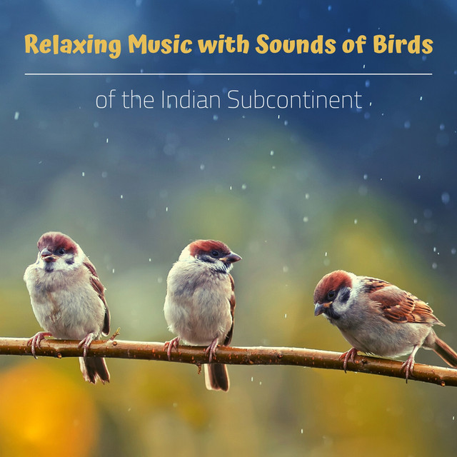 Relaxing Music with Sounds of Birds - song and lyrics by Bird Sounds ...