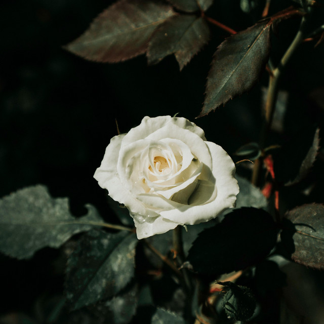 Monarchs (single)