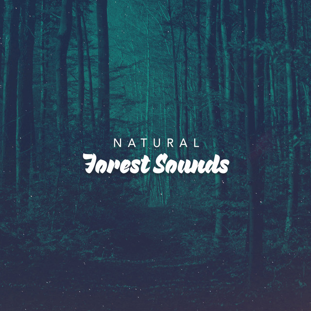 Natural Forest Sounds ! ! ! ! - Album by Natural Forest Sounds | Spotify