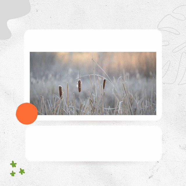 Tranquil Backdrop for Winter Wellness cover art