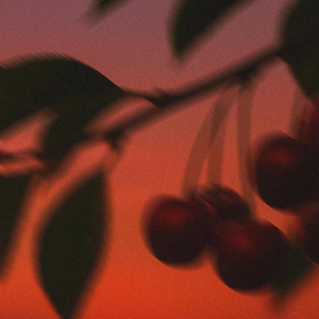cherry sunset cover art