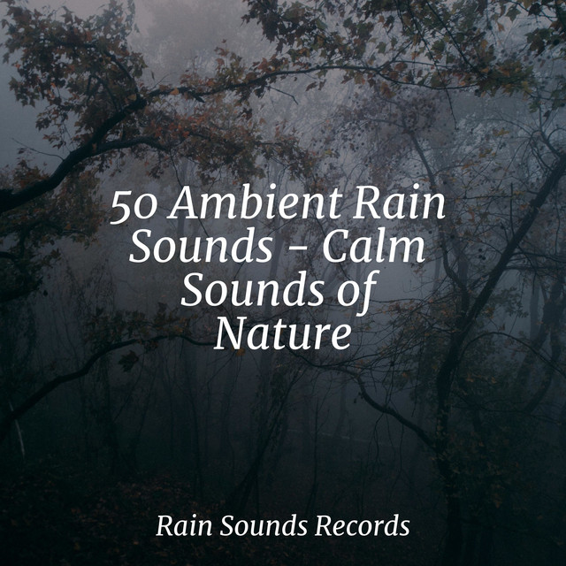 50 Ambient Rain Sounds - Calm Sounds of Nature cover art
