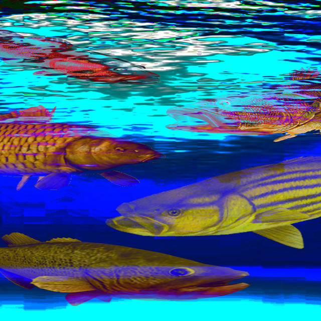 fish cover art