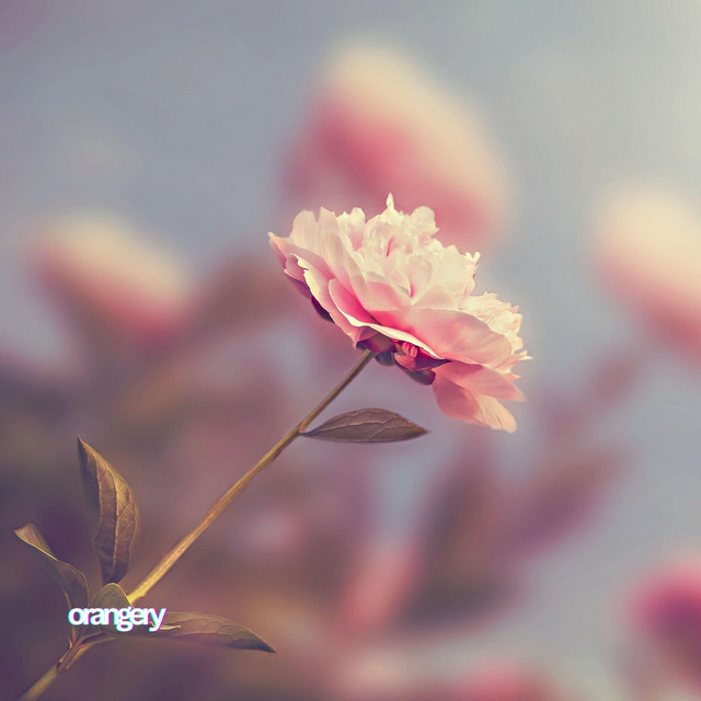 Обкладинка: Rose — orangery