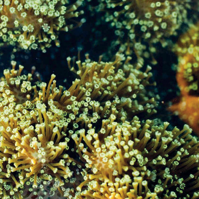 See Birds by Balam Acab