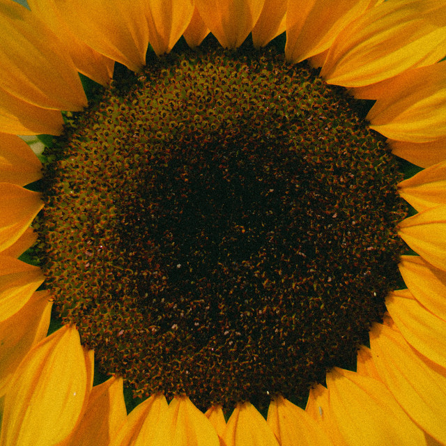 Sunflowers cover