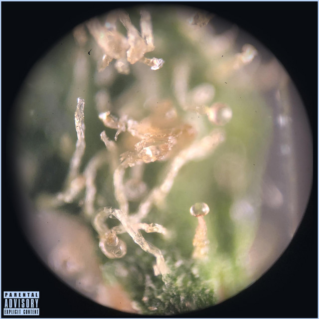 MOTA cover art