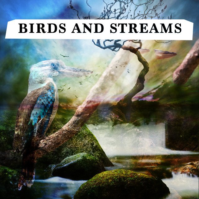 Birds in the Morning