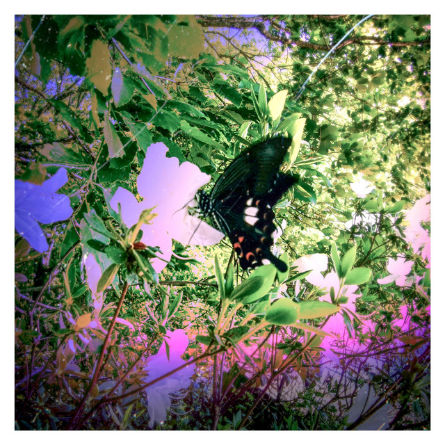 Butterfly album image