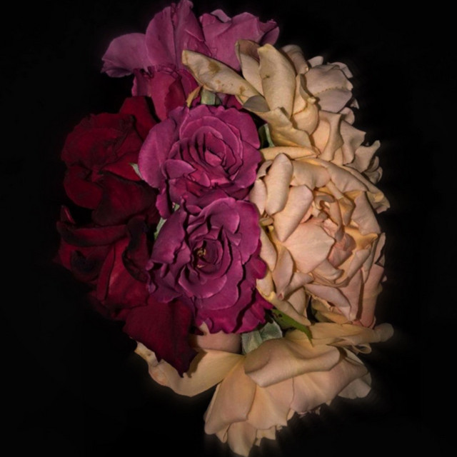 Phantom Roses cover art