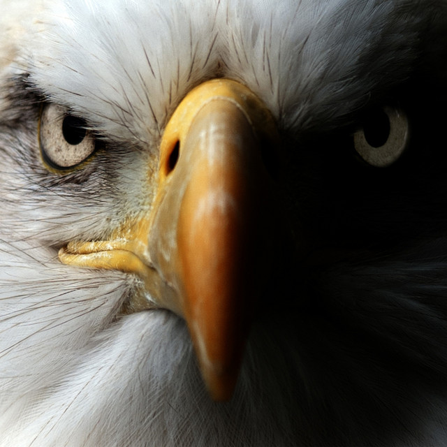 Eagle Bone Whistle cover art