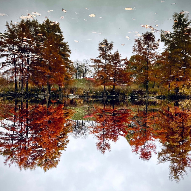 Lake cover art