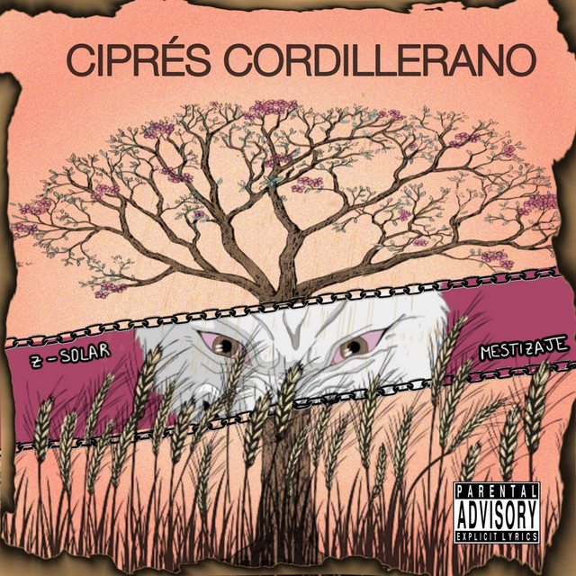 Ciprés Cordillerano