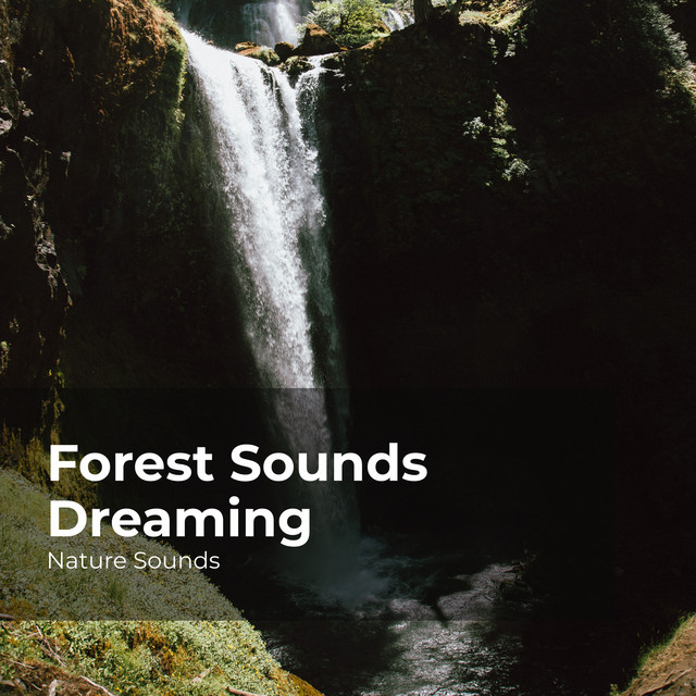 Forest Sounds Dreaming - Album by Nature Sounds | Spotify
