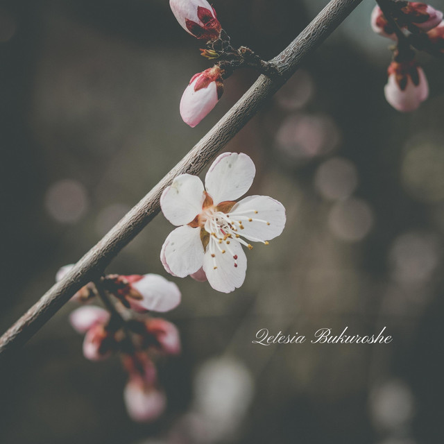 Cover of Bukuroshe by Qetesia