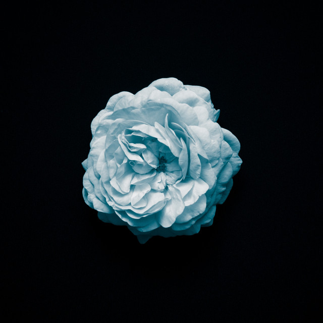 Light of Light cover art
