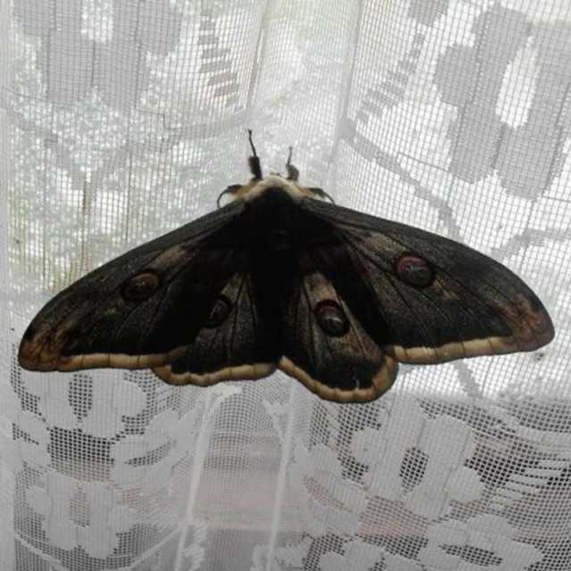 butterflies