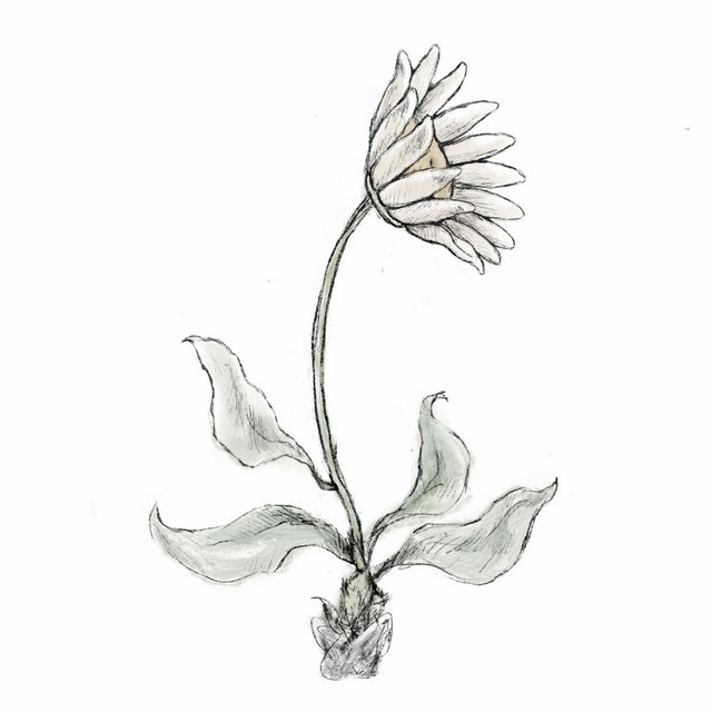 flower cover art