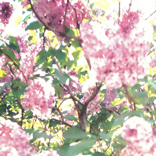 The Paisley Orchard cover art