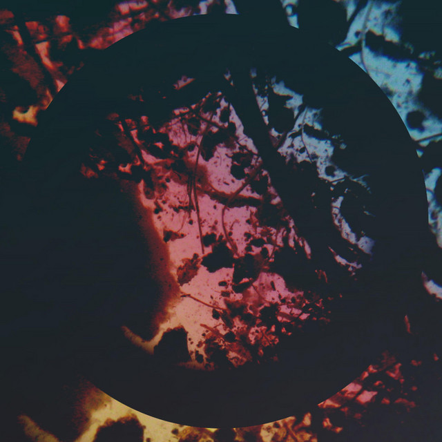 Microcosm (single)