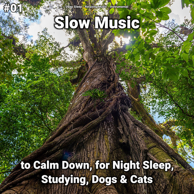 #01 Slow Music to Calm Down, for Night Sleep, Studying, Dogs & Cats cover art