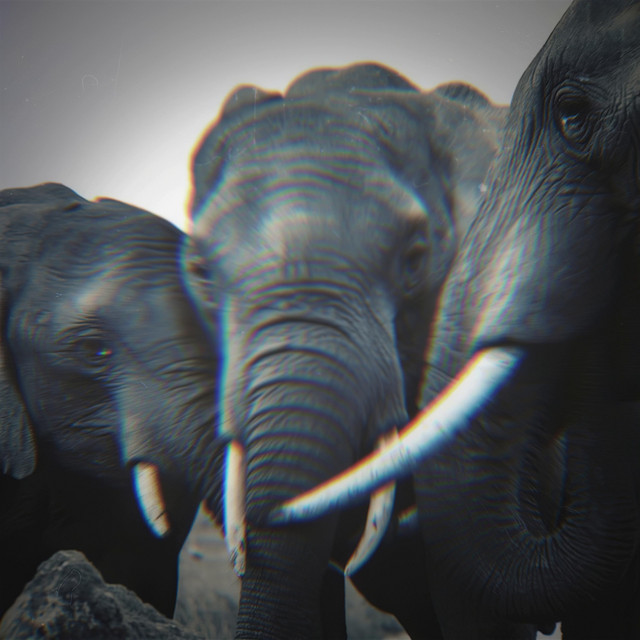 Ivory Exhibition