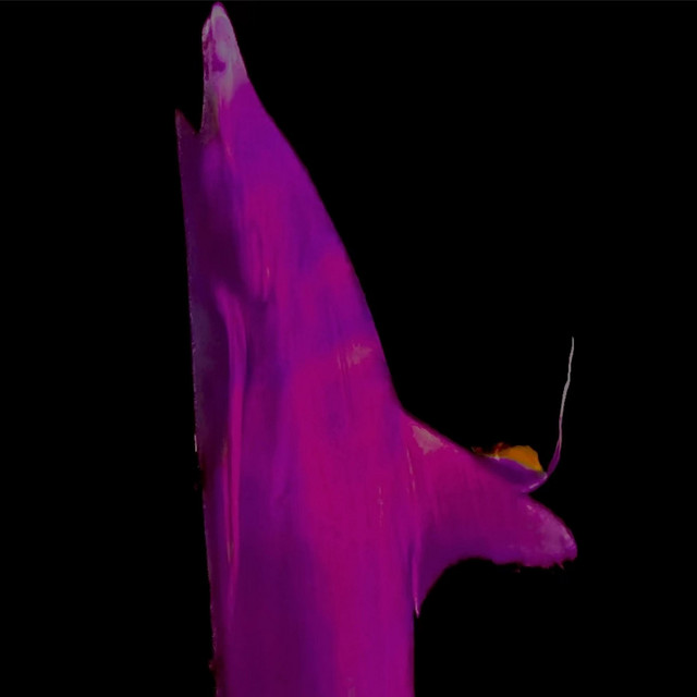 Torpor cover