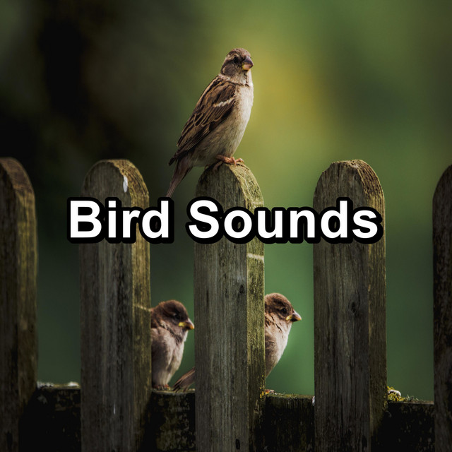 Bird Sounds cover art