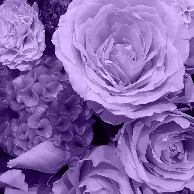 Lilac cover art