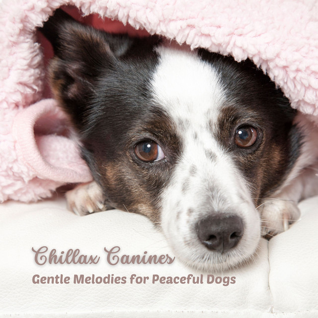 Chillax Canines: Gentle Melodies for Peaceful Dogs cover art