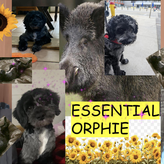 ESSENTIAL ORPHIE cover art