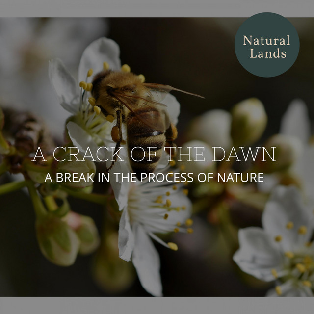 A Crack of the Dawn - A break in the Process of Nature cover art
