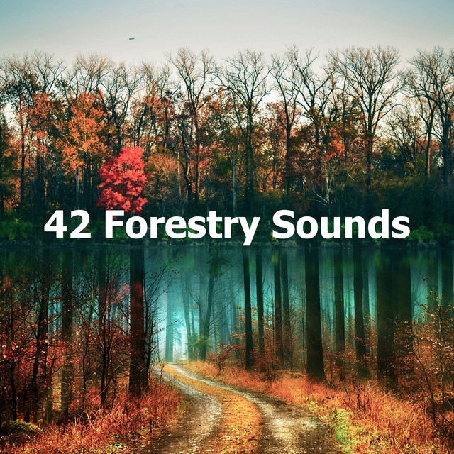 42 Forestry Sounds - Album by Natural Forest Sounds | Spotify