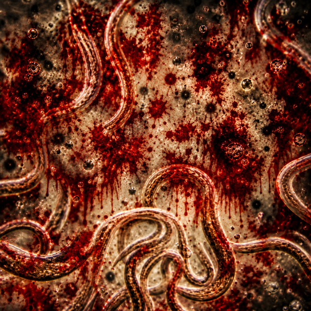 Parasite cover