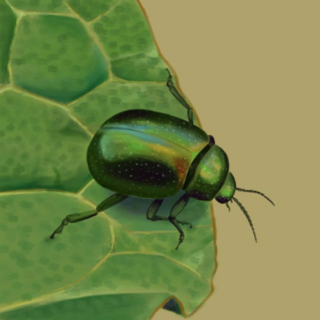 Bugs cover art