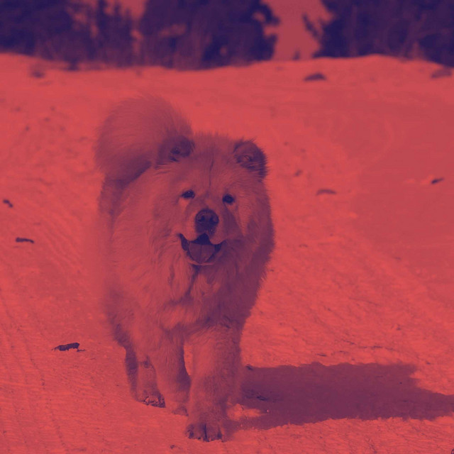 Guitar Jazz - Background for Unwinding Pups cover art
