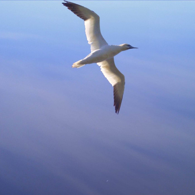 Gliding - Metric System 1981 Remix