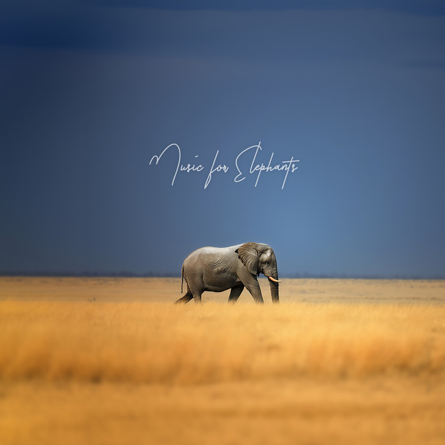 Dancing Without Music (Music for Elephants Version) cover art
