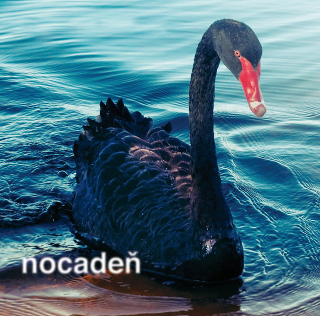Nestrielajte do labuti cover art