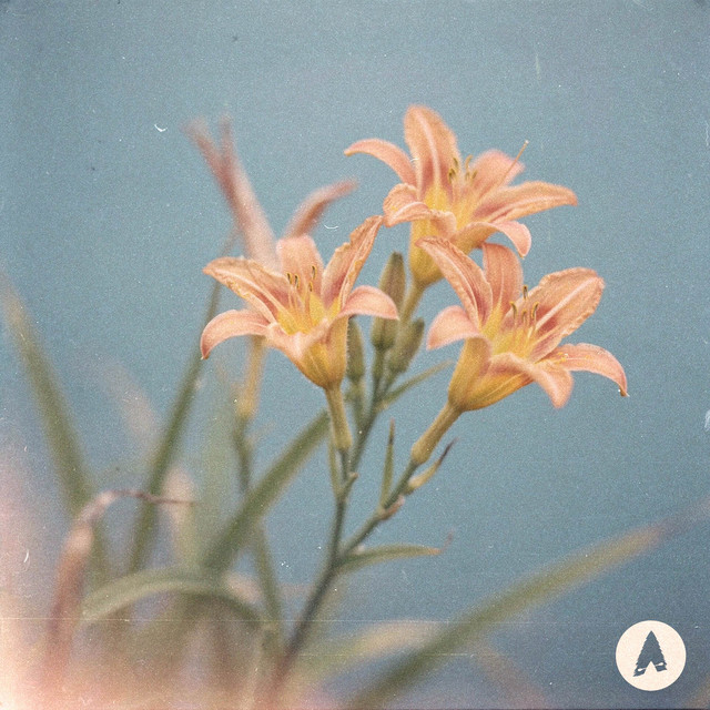 Lilies