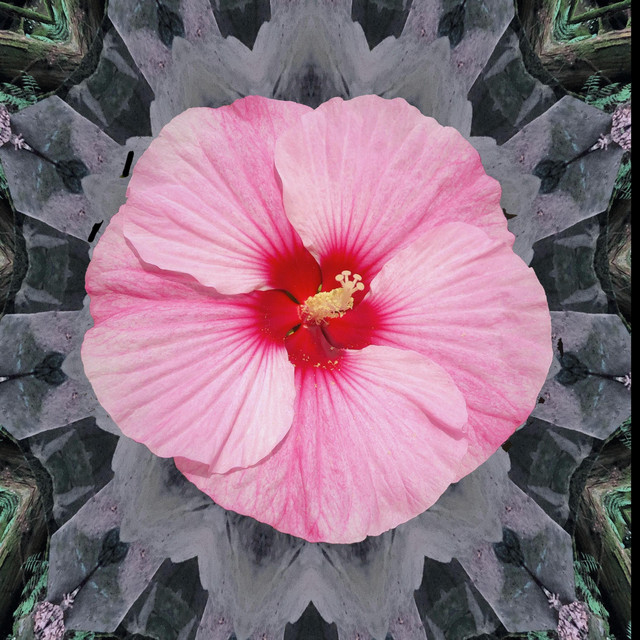 Miss Hibiscus cover art