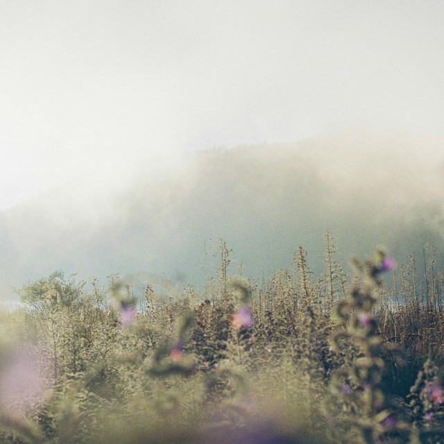 Inflorescence cover art