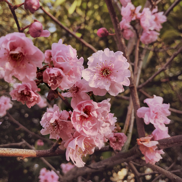 Cherry cover art