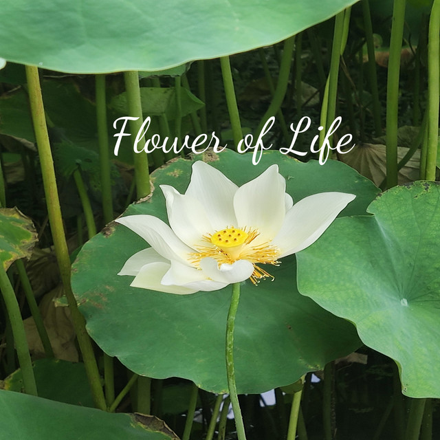 Flower of Life cover art